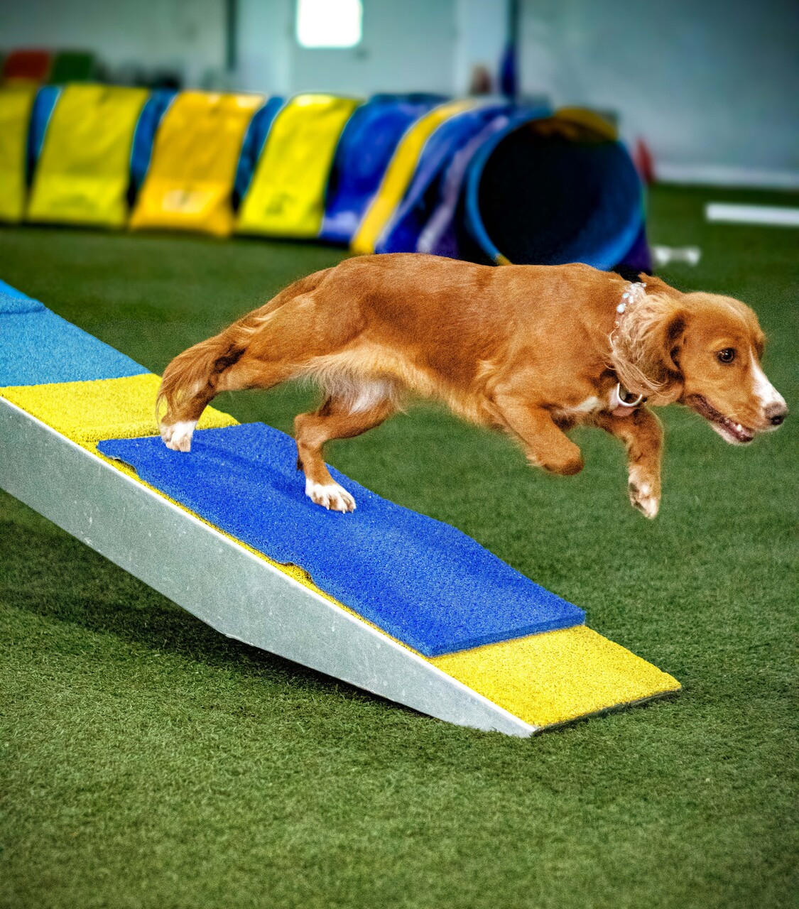 Agility Contact Training Canine Pre Agility Puppy Incredible Training - Main Image