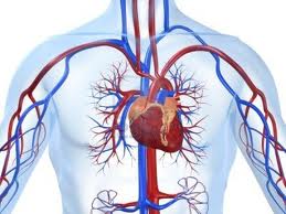cardiovascular.jpg