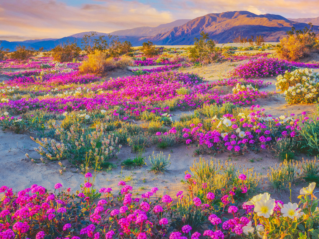 Anza Borrego Desrt State Park