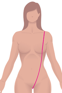 f-front-torso.jpg f-front-torso.jpg