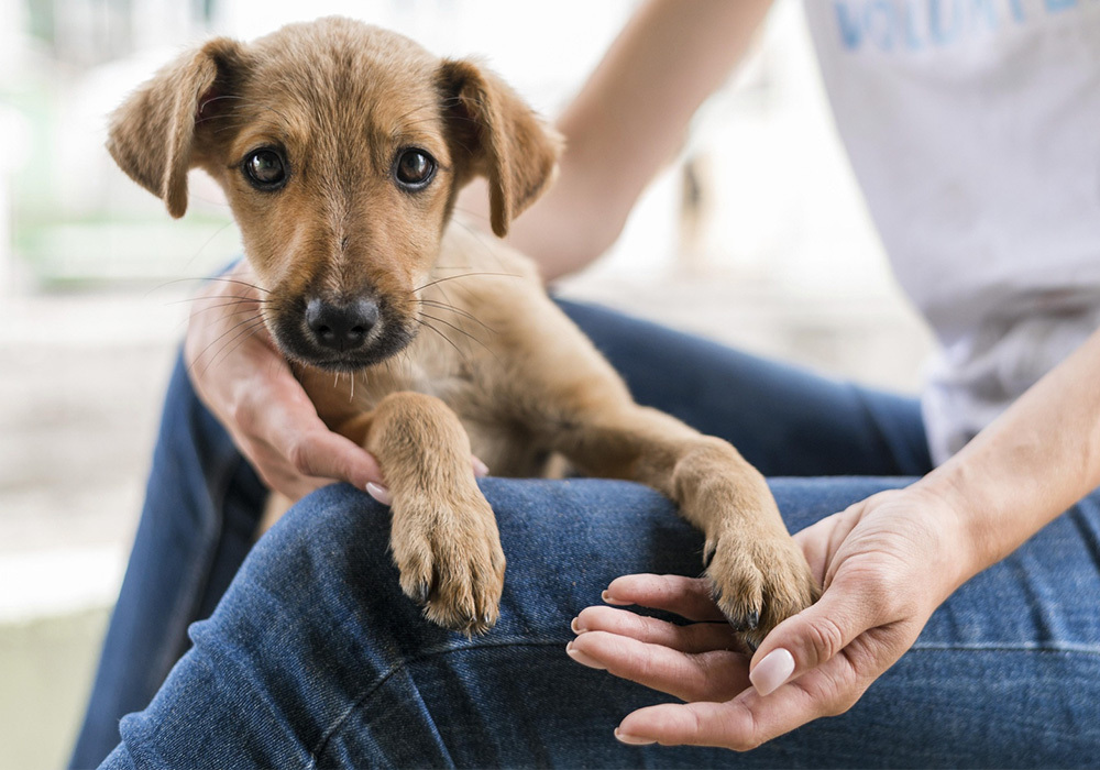 Veterinaria en Granollers, Farmacia Can Gili
