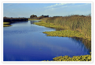 Card's Catch - Tidal Lessons and a Winyah Bay Recap