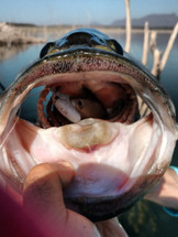 My, What Big Teeth You Have