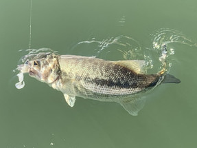 Cold Water Grub Fishing