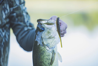 Yamamoto Unveils 5” Shad Shape Worm