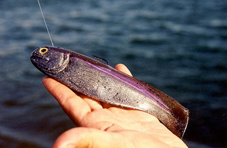 Swimbait Tips and Tricks