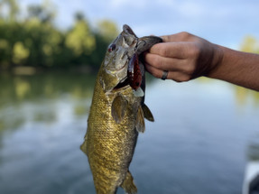 3 Hot Baits For Summer River Smallmouth