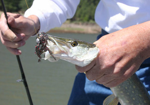 Yamamoto Baits for Crappie, Pike, and Walleye