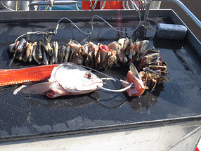 An Alaskan Fish-Kabob