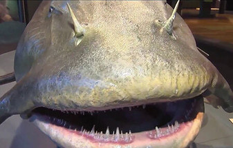 The Goonch that Stole Fishmas
