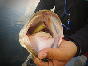 Number One on My Fishing Wish List