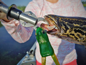 Cut the Snake Off at the Head