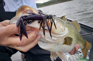The Flappin' Hog - A Finicky Fish Enticer