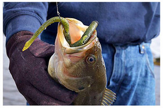 Gary’s Chicken Rig