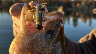 A Closer Look at the Covert Craw