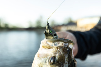 Frog Factory Lineup with Fred Roumbanis 