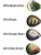 Walleye Pro Flash Walleye Rigs - 6 & 1 Packs Available