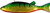 Bear Creek 8" Perch Spearing Decoy