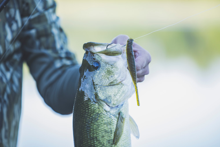 Yamamoto Unveils 5” Shad Shape Worm