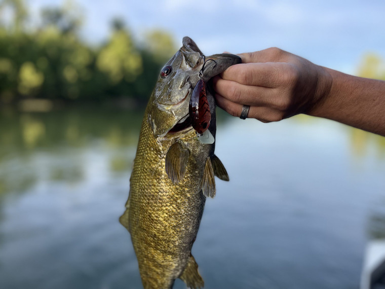 3 Hot Baits For Summer River Smallmouth