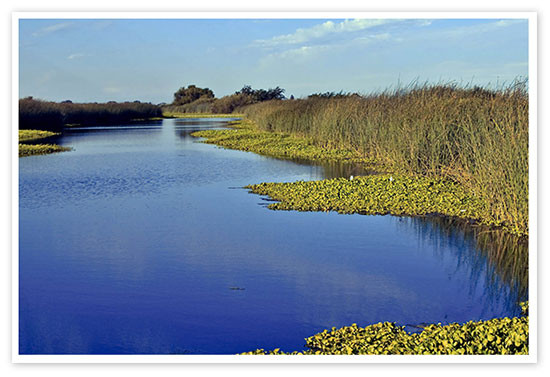 Card's Catch - Tidal Lessons and a Winyah Bay Recap