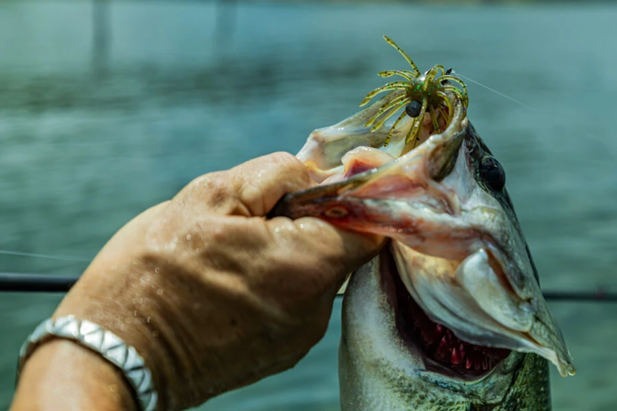 Yamamoto Baits | Uni