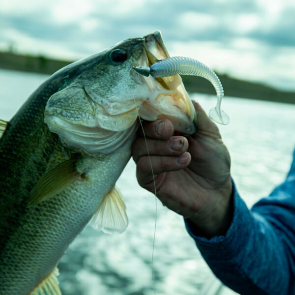 Big Bite Baits | Pro Swimmer