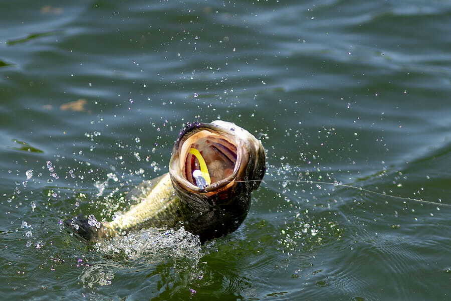 Premium Fishing Lures, Rods & Reels | Baits.com