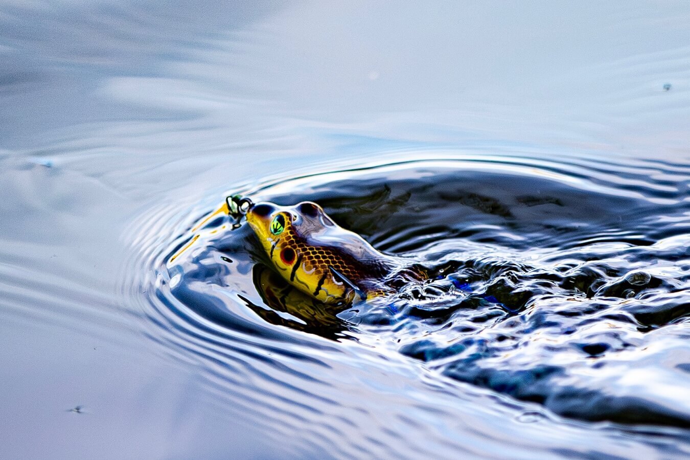 Frog Factory | Frogs