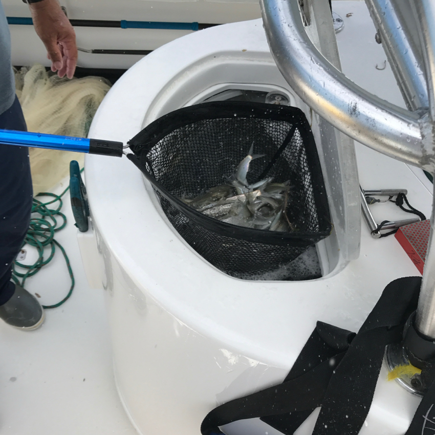29" Baitwell Net - 5.5" depth, replaceable net