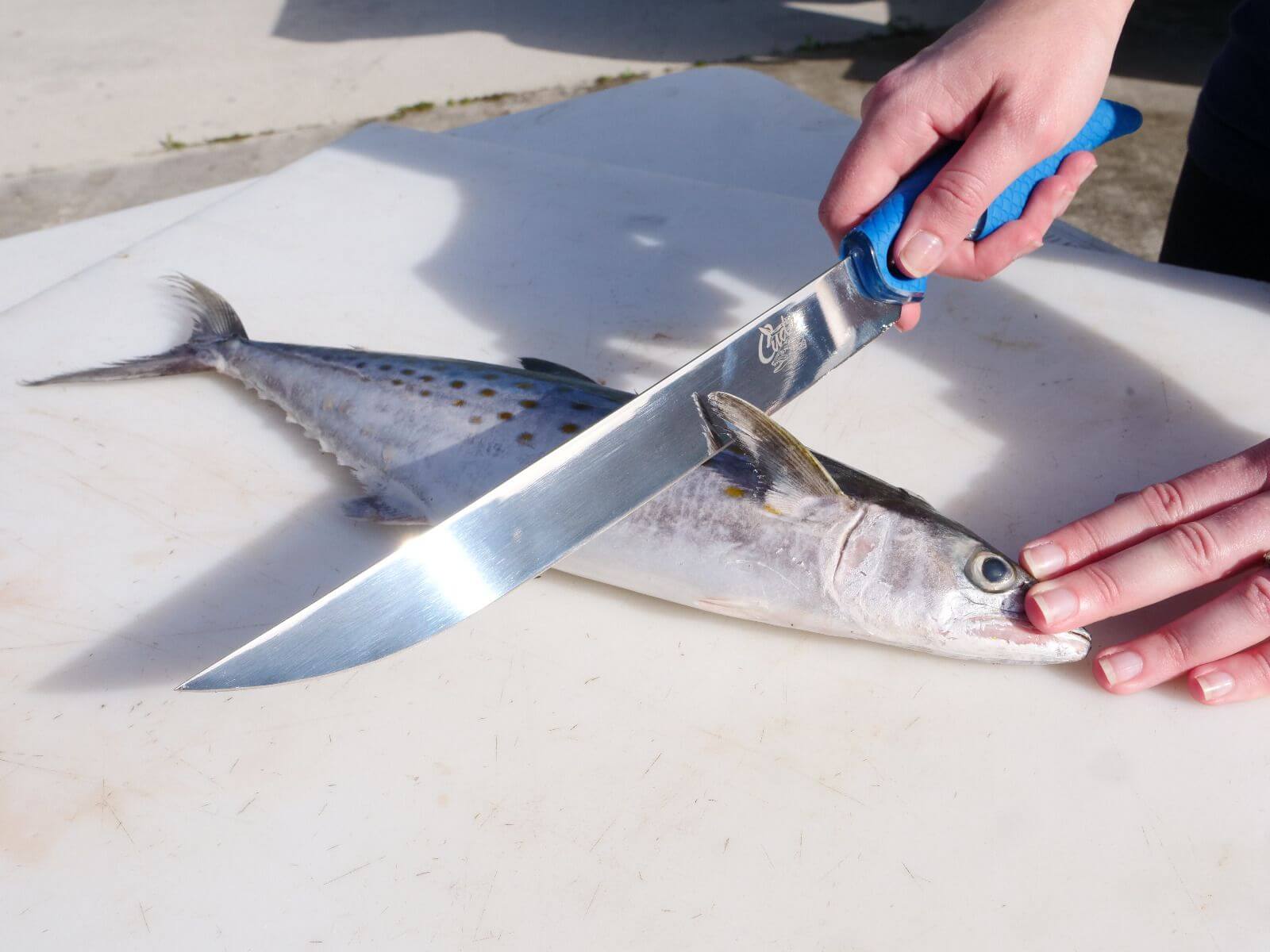 10" Titanium Bonded Wide Fillet Knife