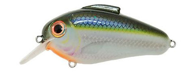 Echo Squarebill | Blue Shiner