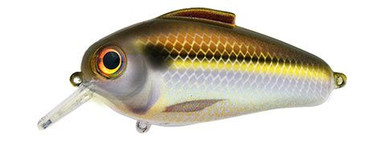 Echo Squarebill | Gizzard Shad