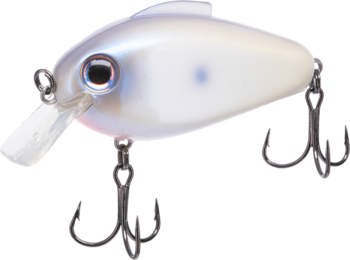 Echo Squarebill | Oyster