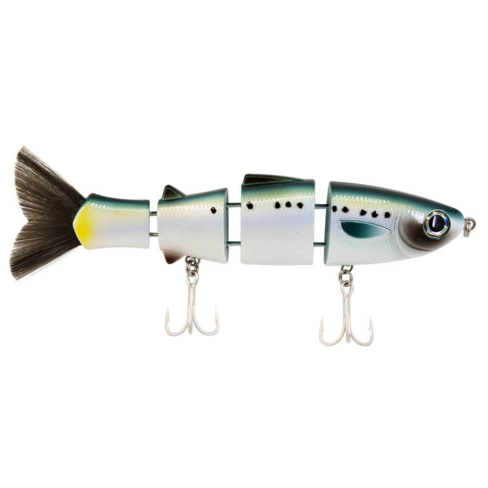 Bull Mullet | Sardine