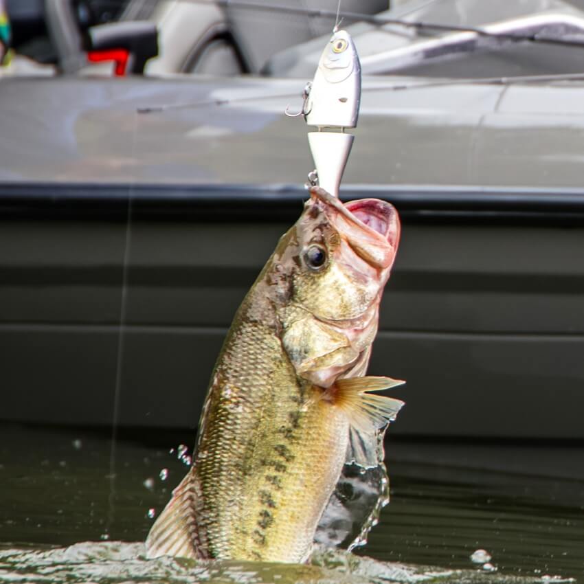 Bucca | Trick Shad