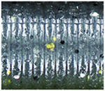 Natural Shad
