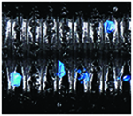 Black Blue Flake