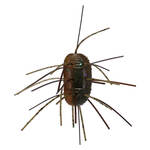 Dark Green Pumpkin/Amber Lam