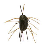 Green Pumpkin Orange