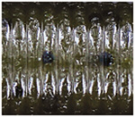 Green Pumpkin Black Flake