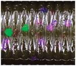 Green Pumpkin Purple Green