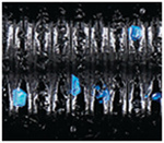 Black Blue Flake