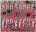 Clear With Large Black And Small Red
