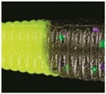 GARY YAMAMOTO 9-10-369 Senko Worm, 5'' 10pk, Green Pumpkin Red (one Size)