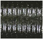 FadingWatermelon With Large Black