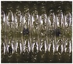 Green Pumpkin With Large Black