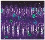 June Bug - Purple With Emerald Flake