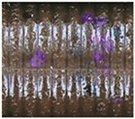 Cinnamon Brown With Large Black And Large Purple