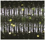 Watermelon (194J) With Black And Small Gold